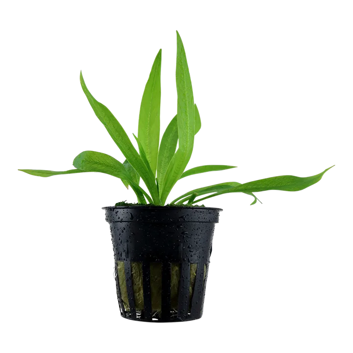 Tropica Akvarieplante i potte Helanthium bolivianum Quadricostatus